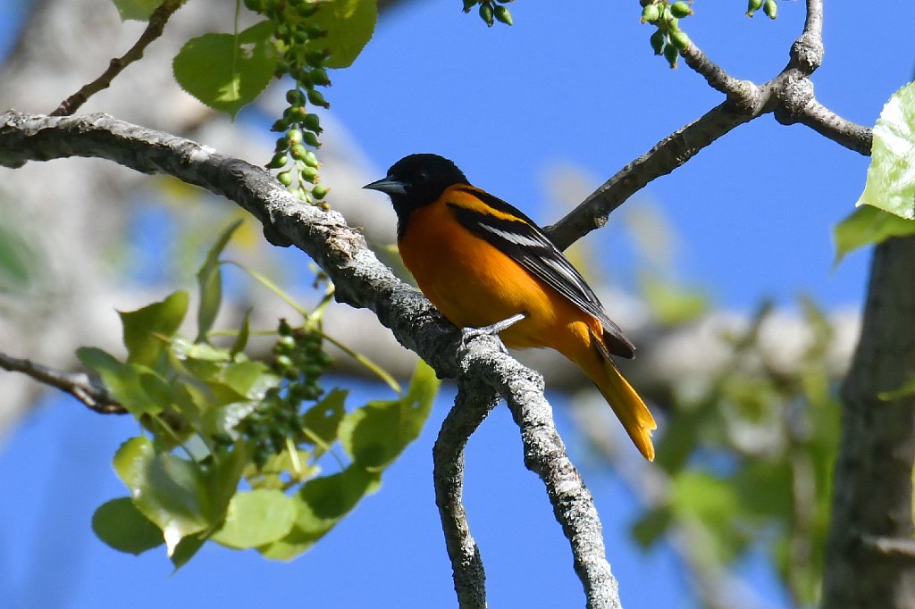 Oriole, Baltimore, 2018-05132622 Broad Meadow Brook, MA.JPG - Baltimore Oriole. Broad Meadow Brook Wildlife Sanctuary, MA, 5-13-2018